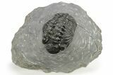 Phacopid (Adrisiops) Trilobite - Jbel Oudriss, Morocco #222412-3